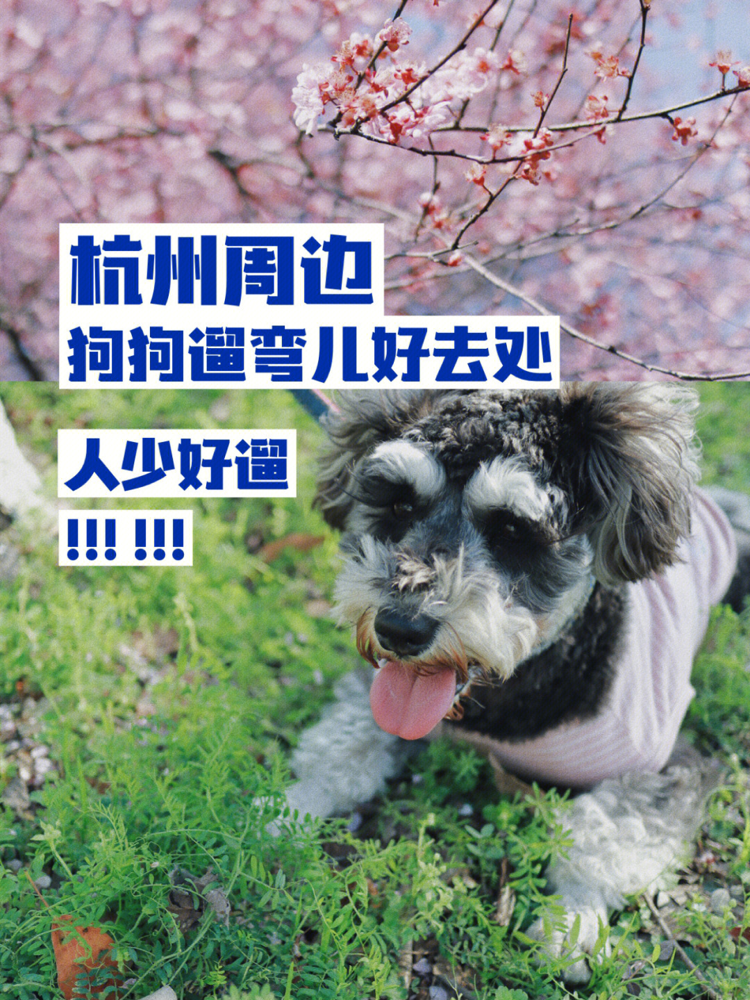 杭州周边超山风景区周末带狗子自驾徒步