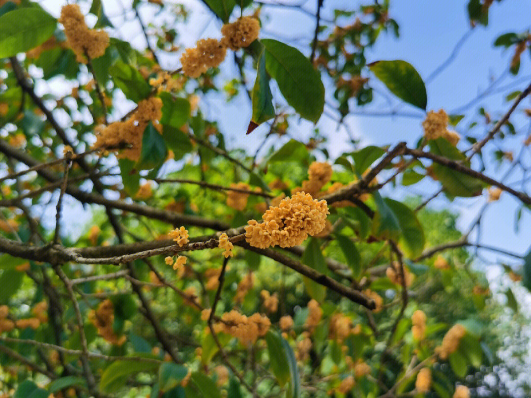 又是一年桂花儿飘香时