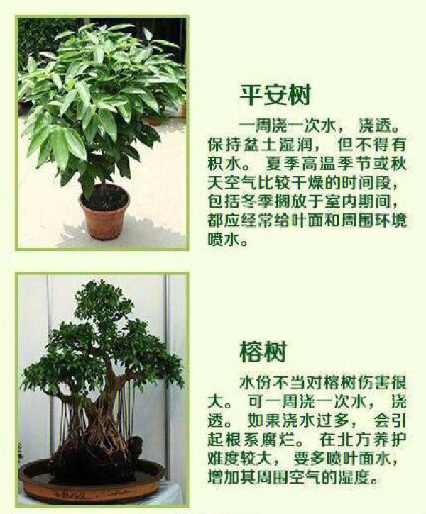 家庭大型绿植名称大全图片