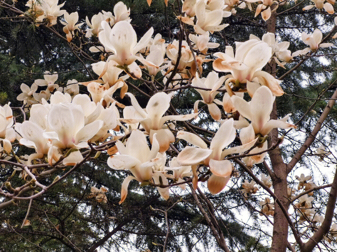 看鲜花图片