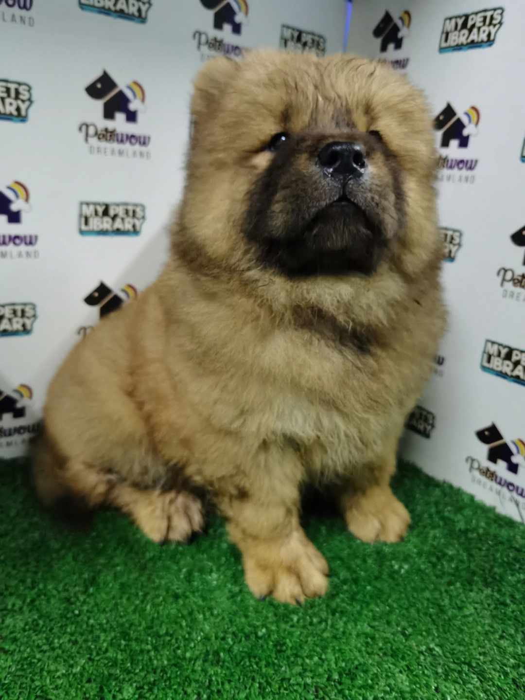 松狮犬chowchow