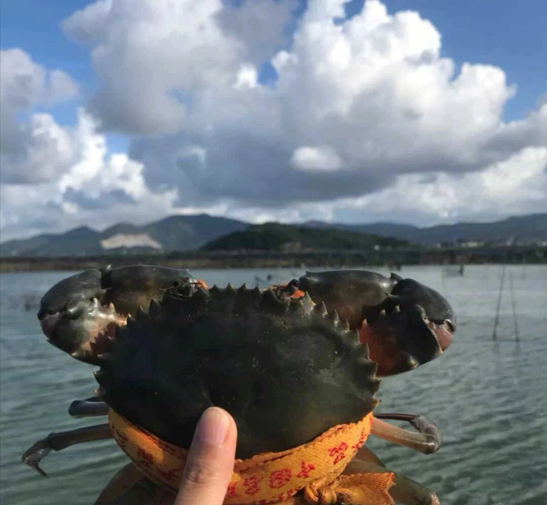 巨无霸野生三门青蟹单只13斤以上包活到家