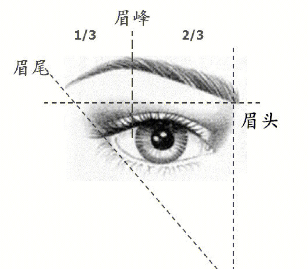 眉毛生长方向图图片