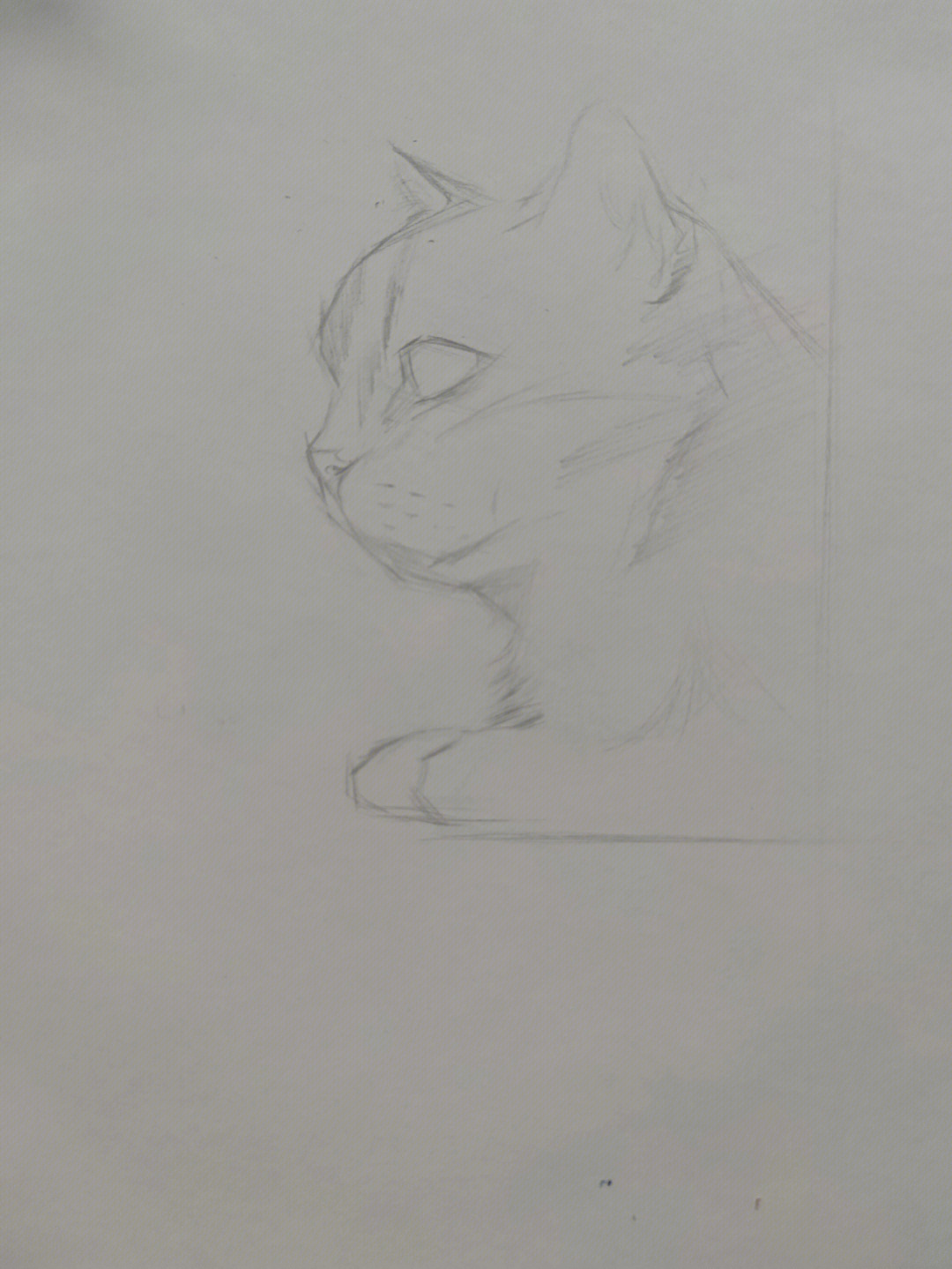 素描猫背面图片