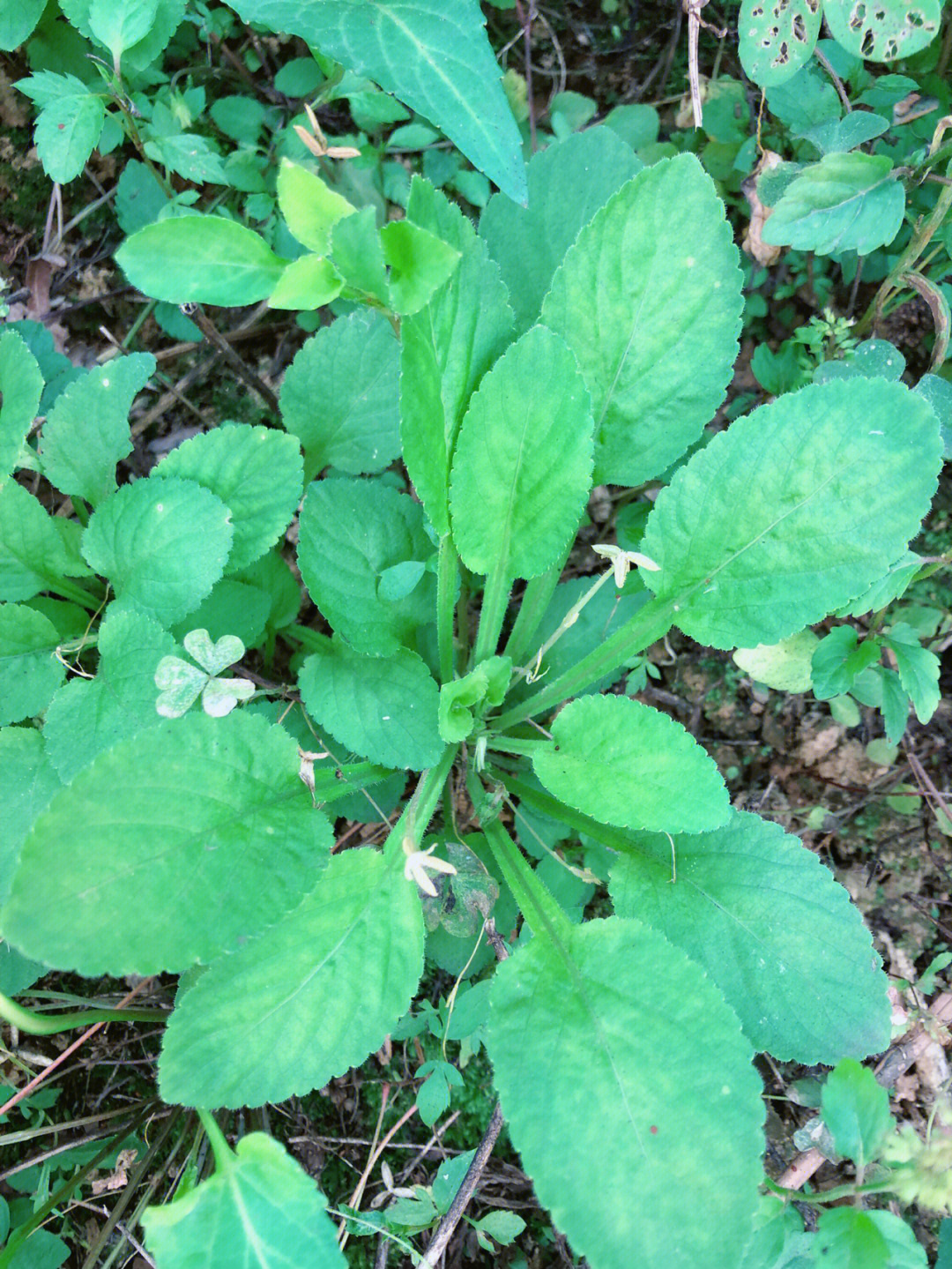 农村常见的50种药草图片