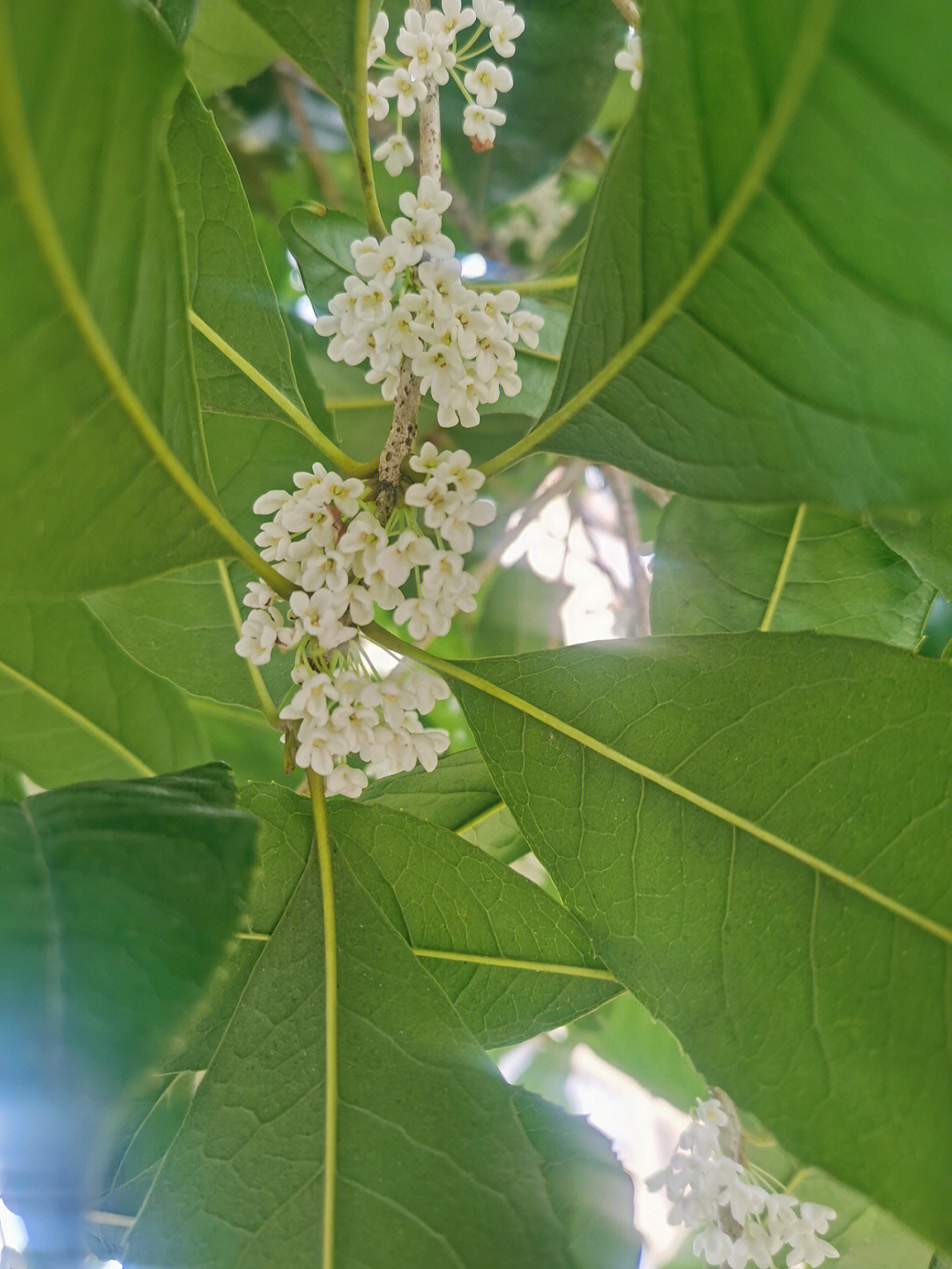 有淡黄色的桂花,有橘黄色的桂花,纯白的桂花还是第一次见,一抬头发现