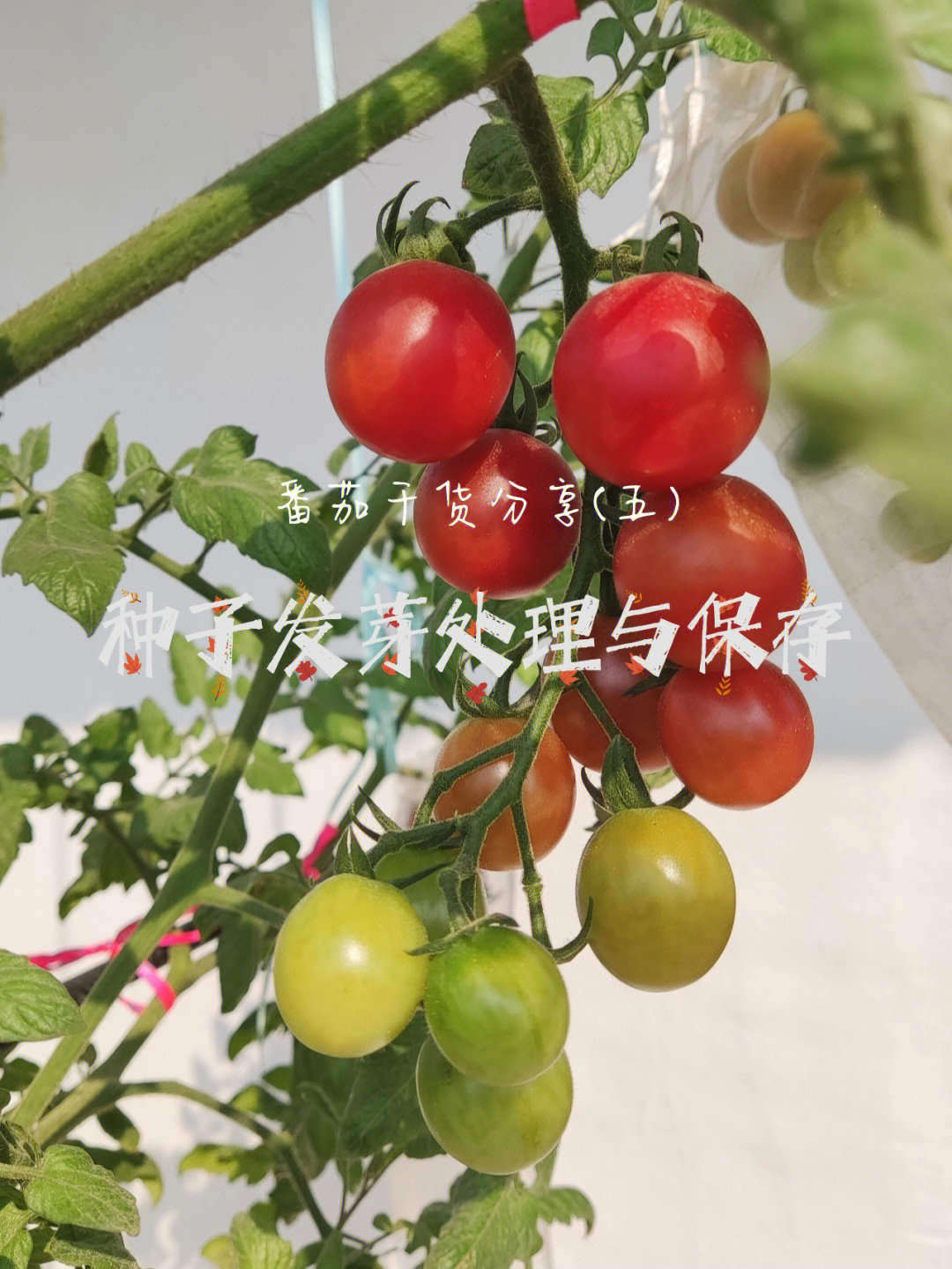 从种子提高番茄的抗病抗逆性培育壮苗