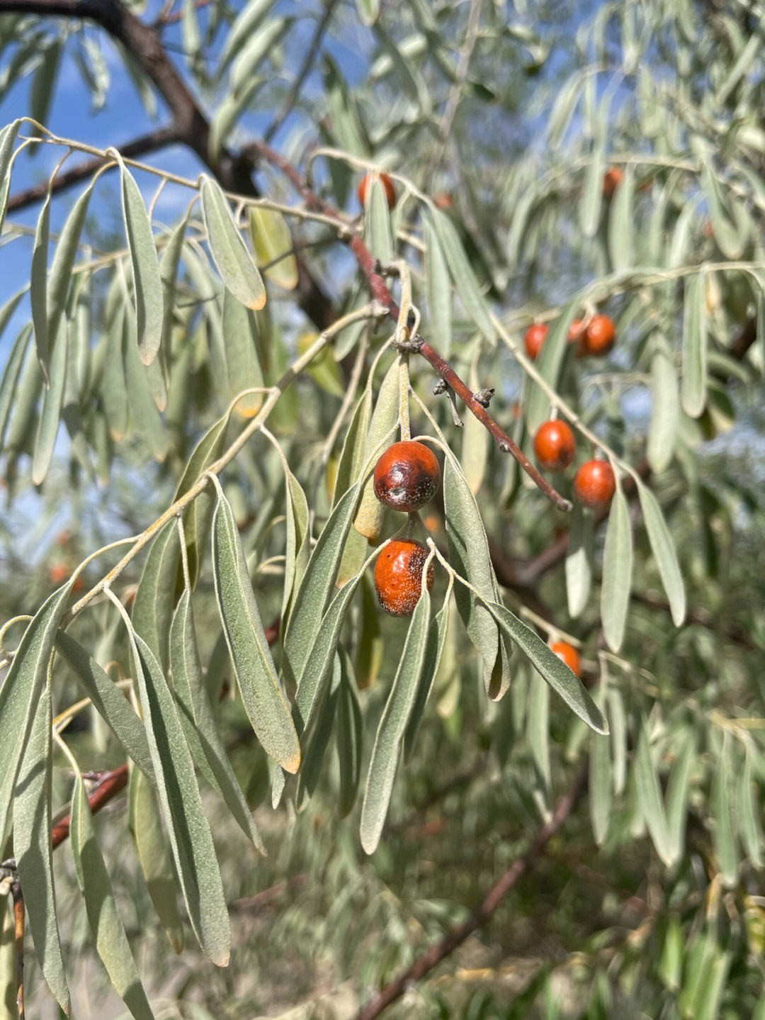 西北人的童年味道沙枣