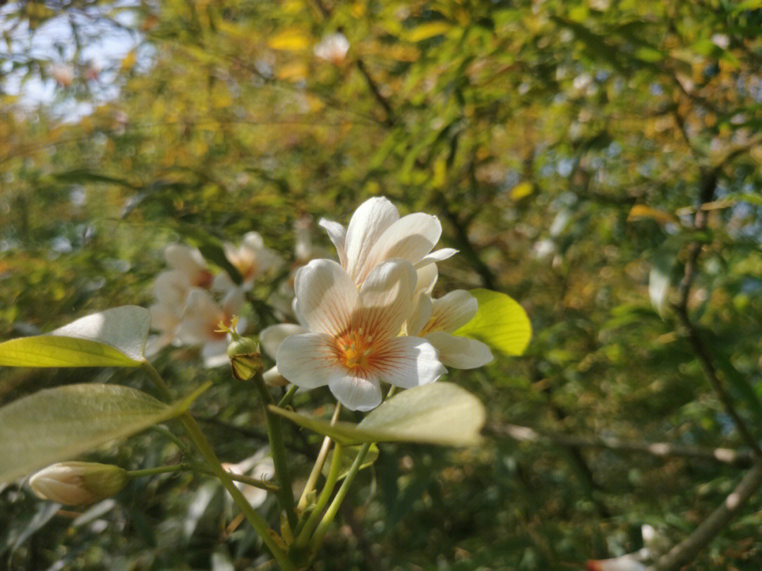 油桐花