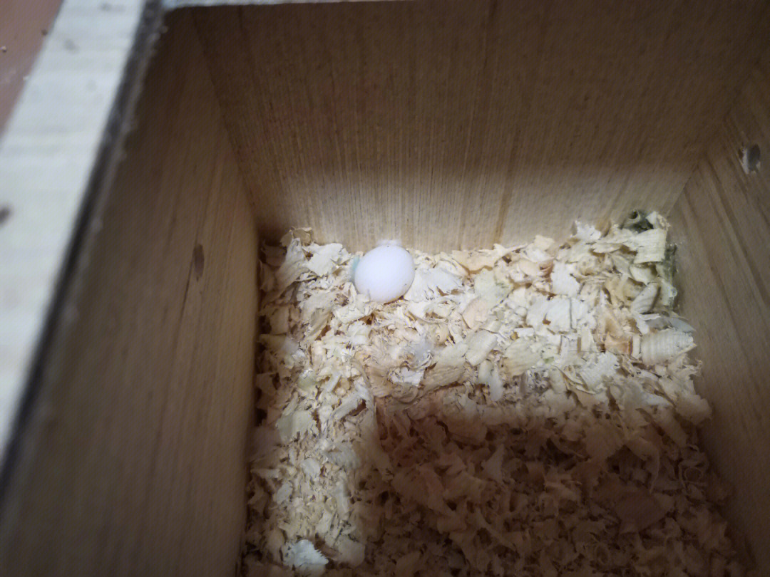 鹦鹉蛋孵化1一16天图片图片