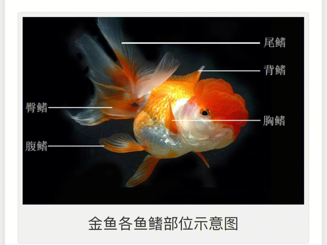 鱼鳍的分布图图片