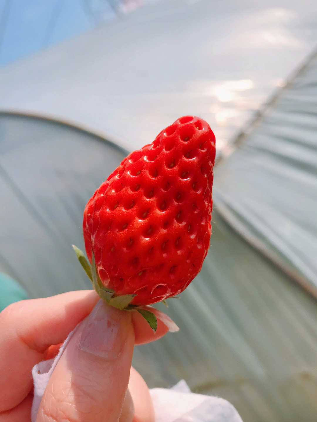 武汉新洲区农家乐摘草莓