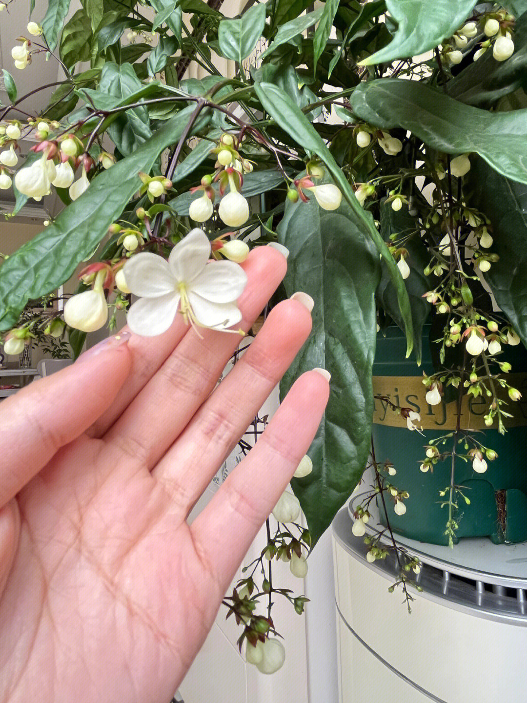 仙气飘飘的花花垂丝茉莉