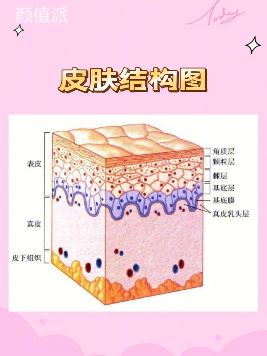 脸部结构图皮肤图片