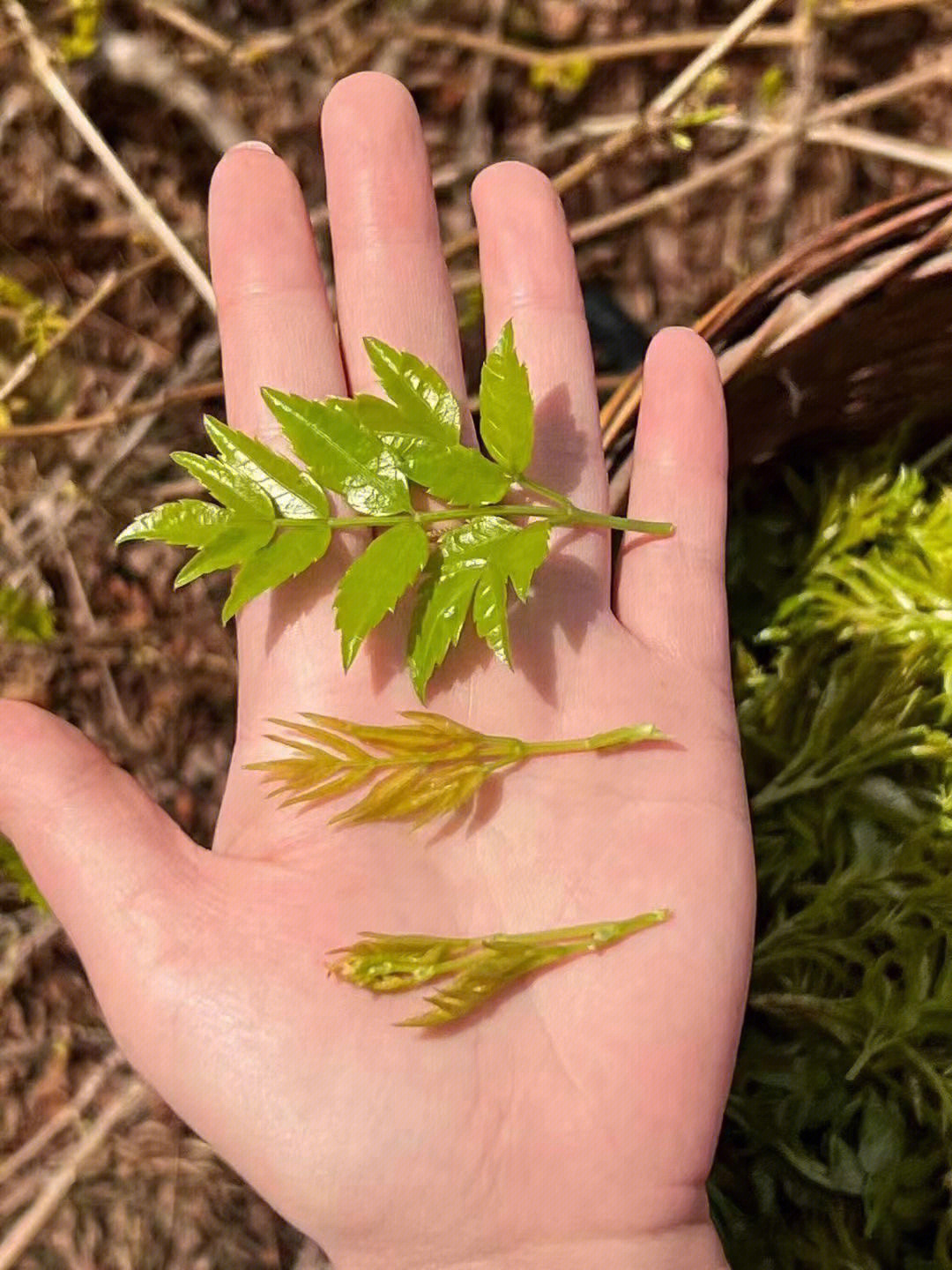 莓茶的样子图片