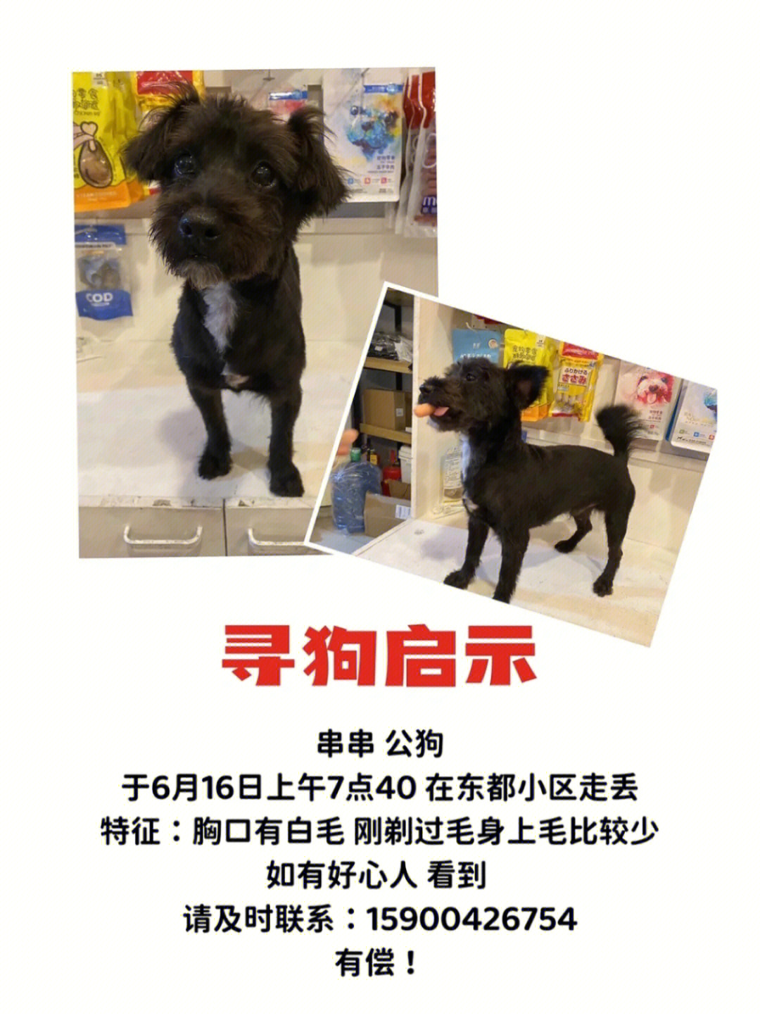 上海寻狗已找到