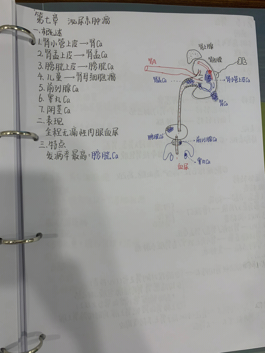 生物泌尿系统手抄报图片