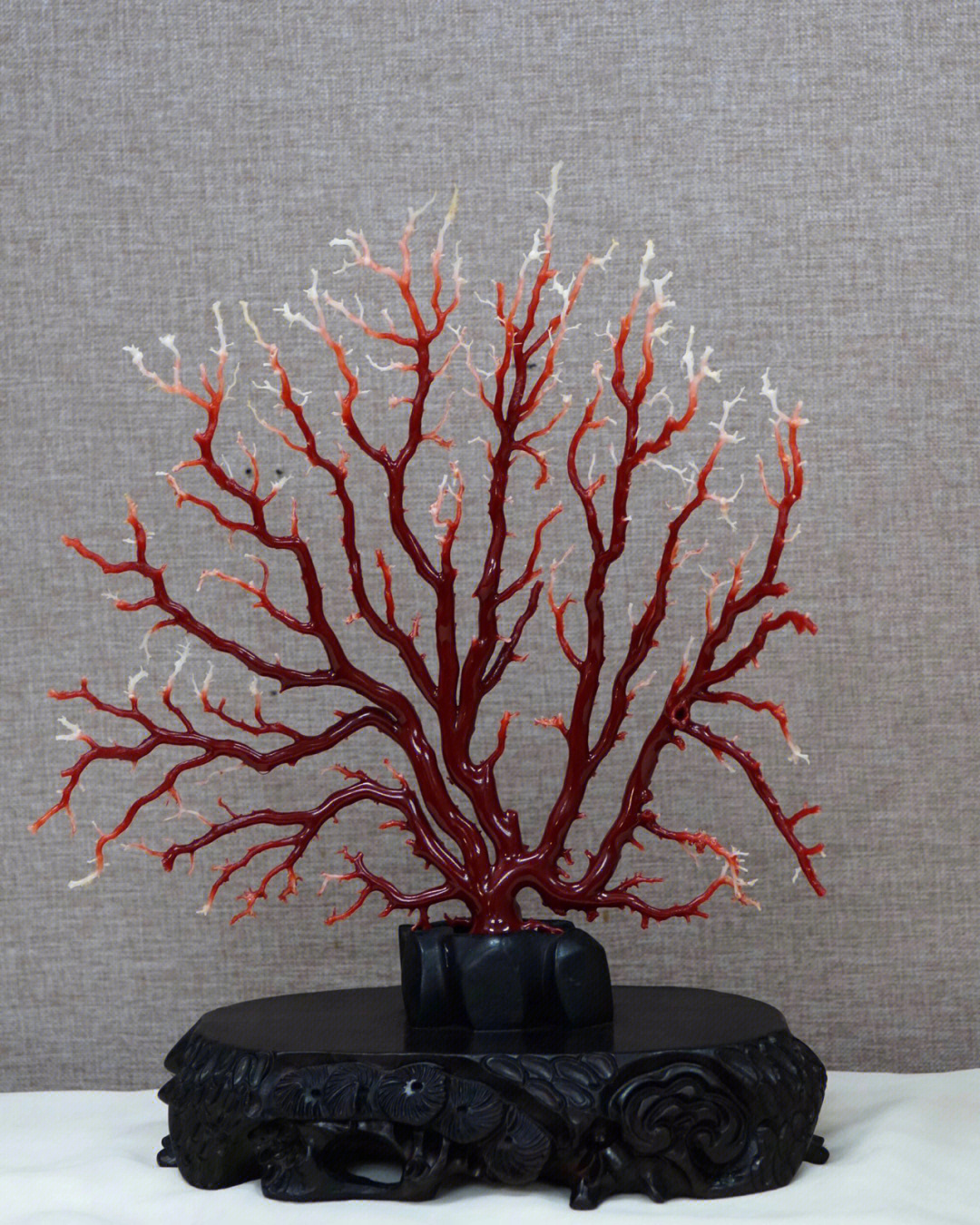 血枝珊瑚原理图片