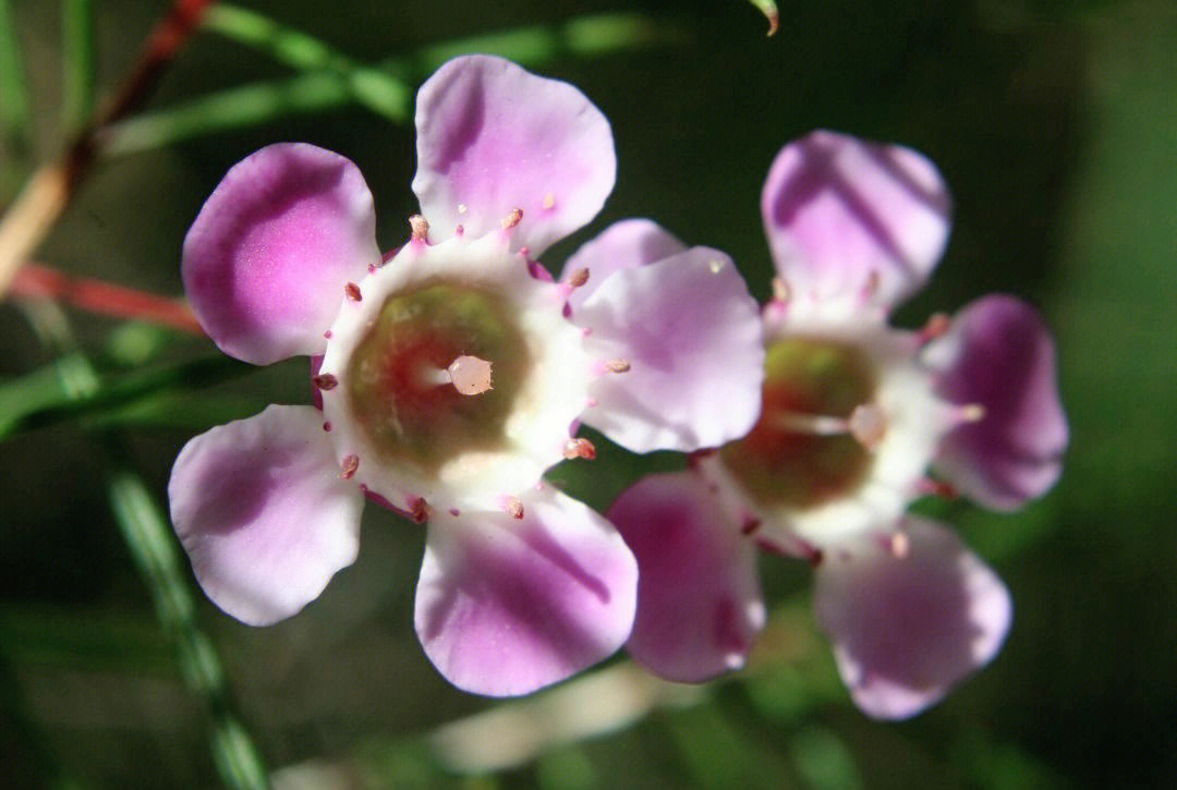 蜡花别名澳洲腊梅淘金彩梅风蜡花