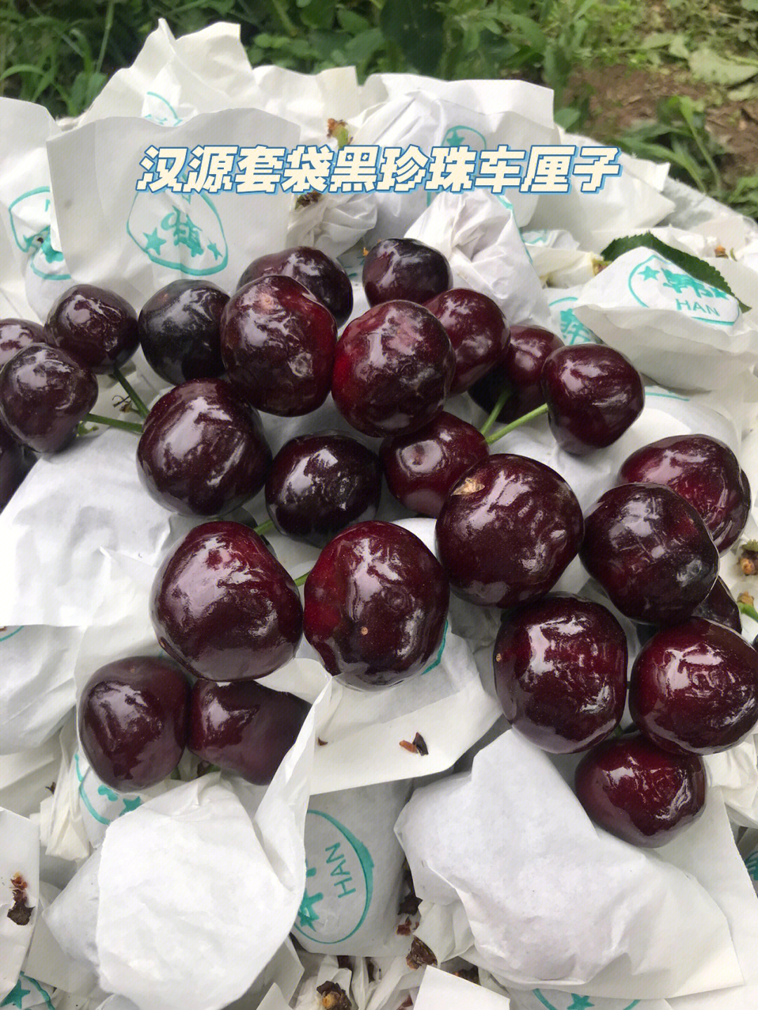 汉源大樱桃套袋黑珍珠车厘子