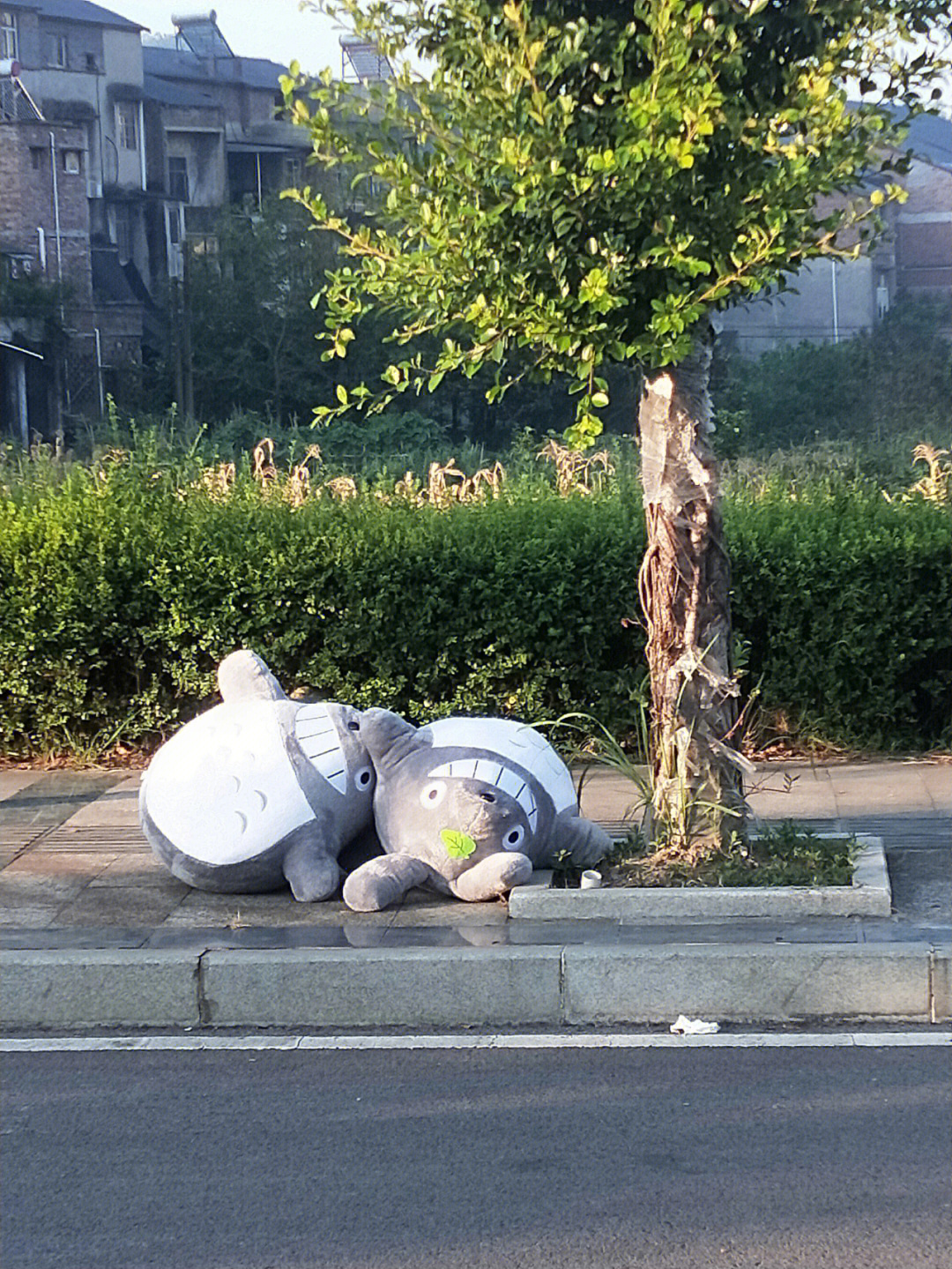 八月第一天遇见了野生龙猫