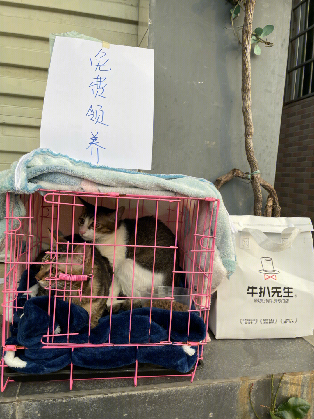 南昌流浪猫领养中心图片