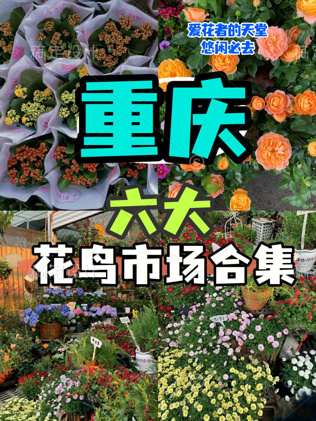 重庆六大花市合集人均20实现鲜花自由