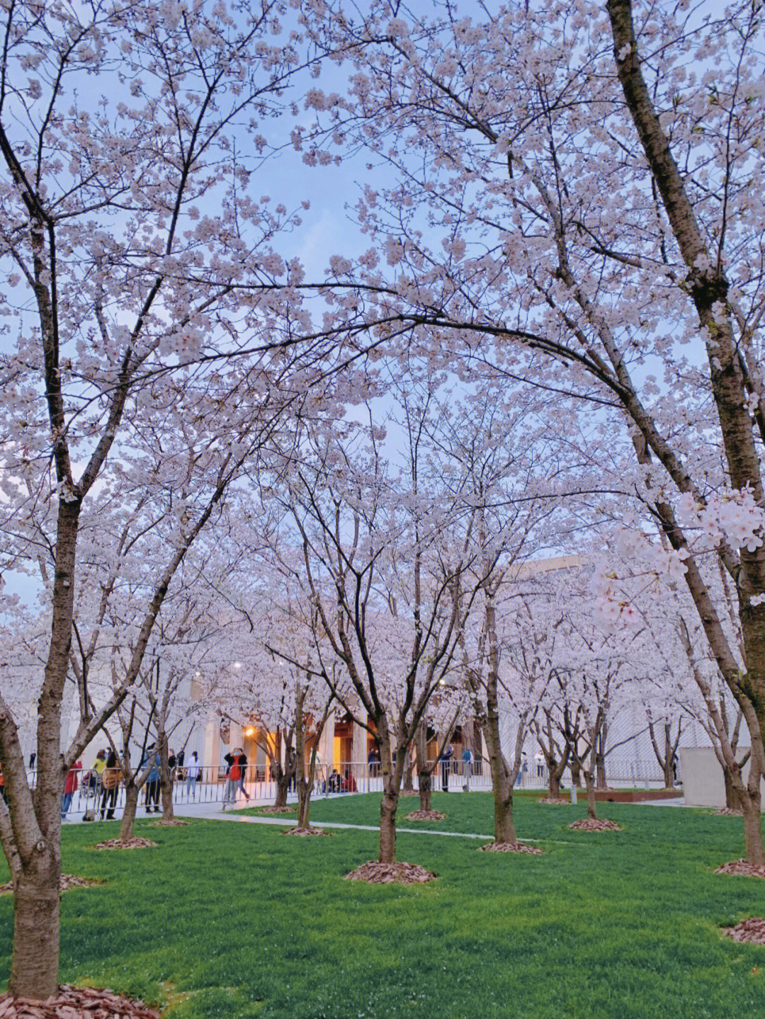 徐汇滨江樱花图片