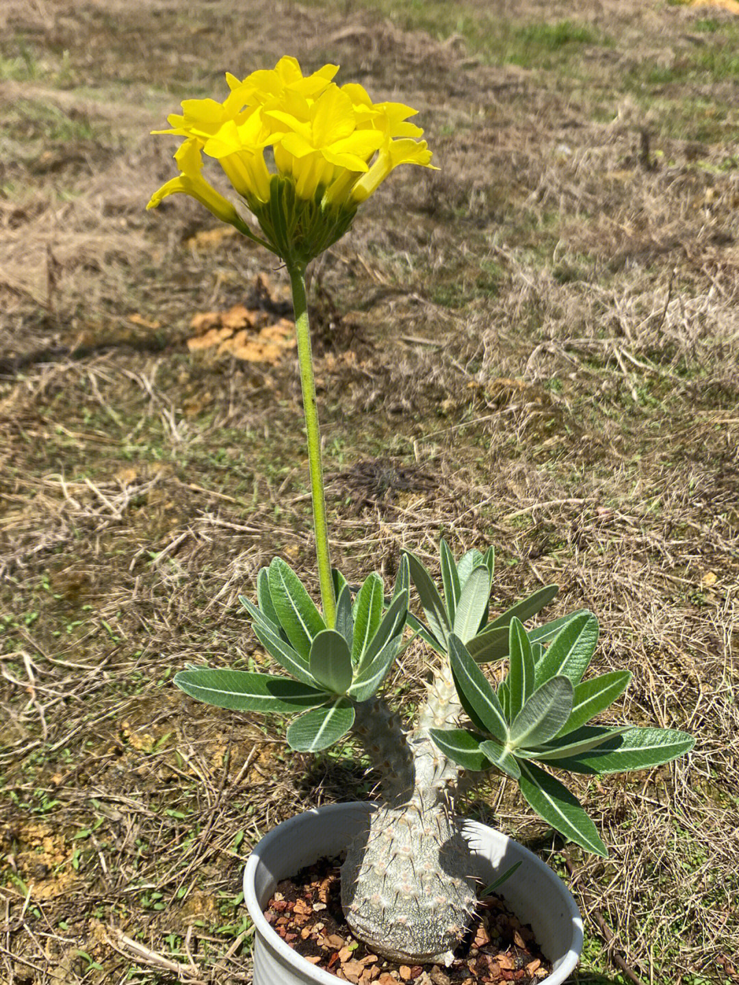 象牙宫开花图图片