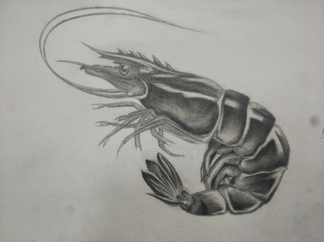 大龙虾素描画法图片