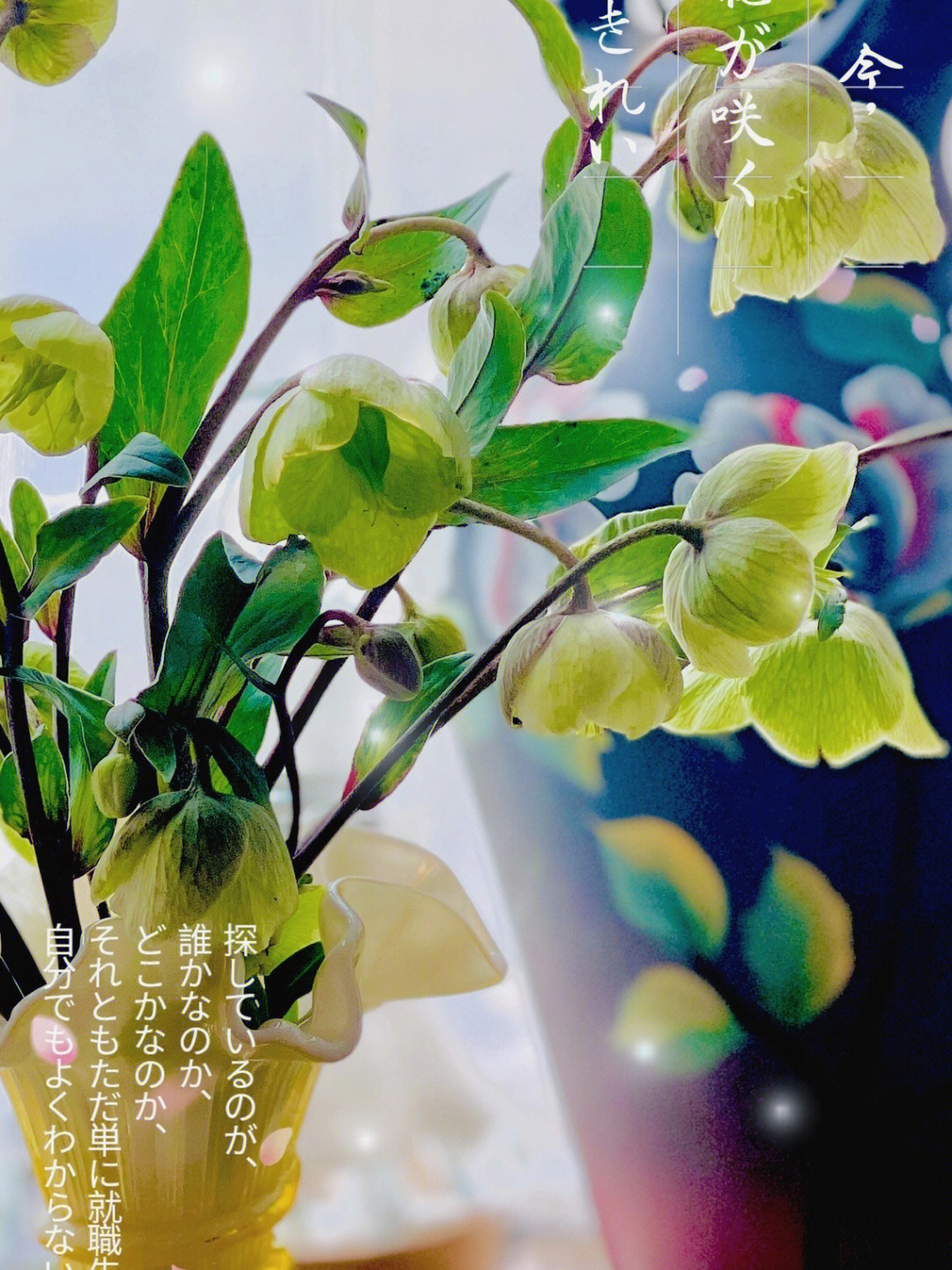 绿菟葵 含笑花图片