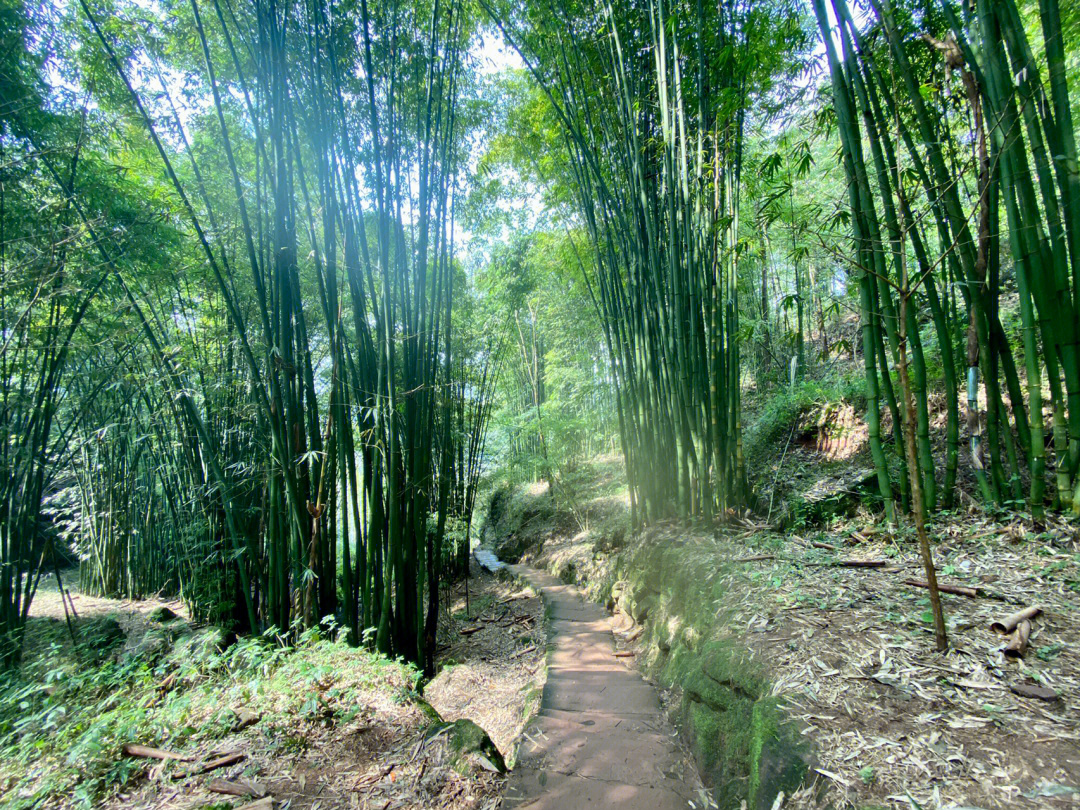 药师竹林紫苑图片