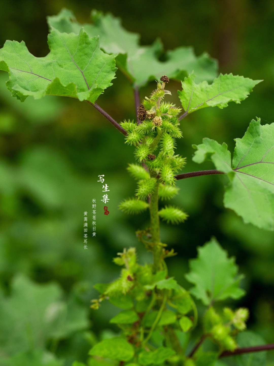 xanthium sibiricum patrin ex widder)是菊科,苍耳属一年生草本植物