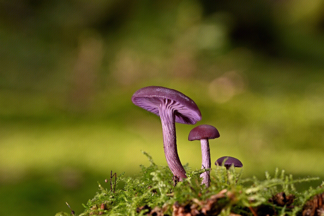 可爱排排对吃果果紫蜡蘑