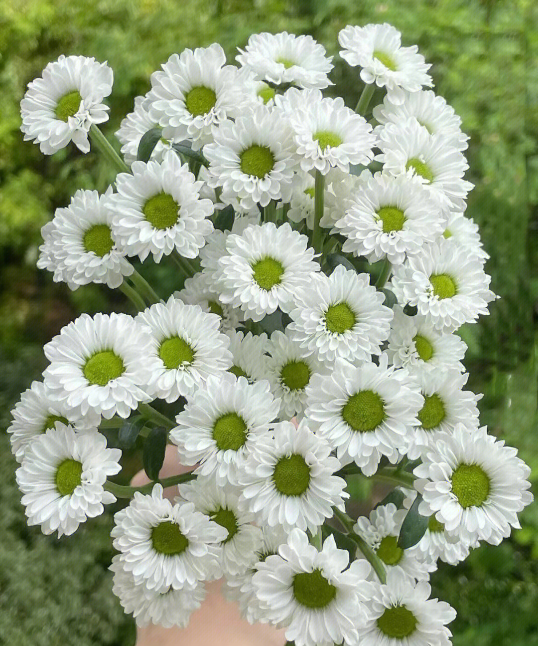 绿芯白边小雏菊的花语图片