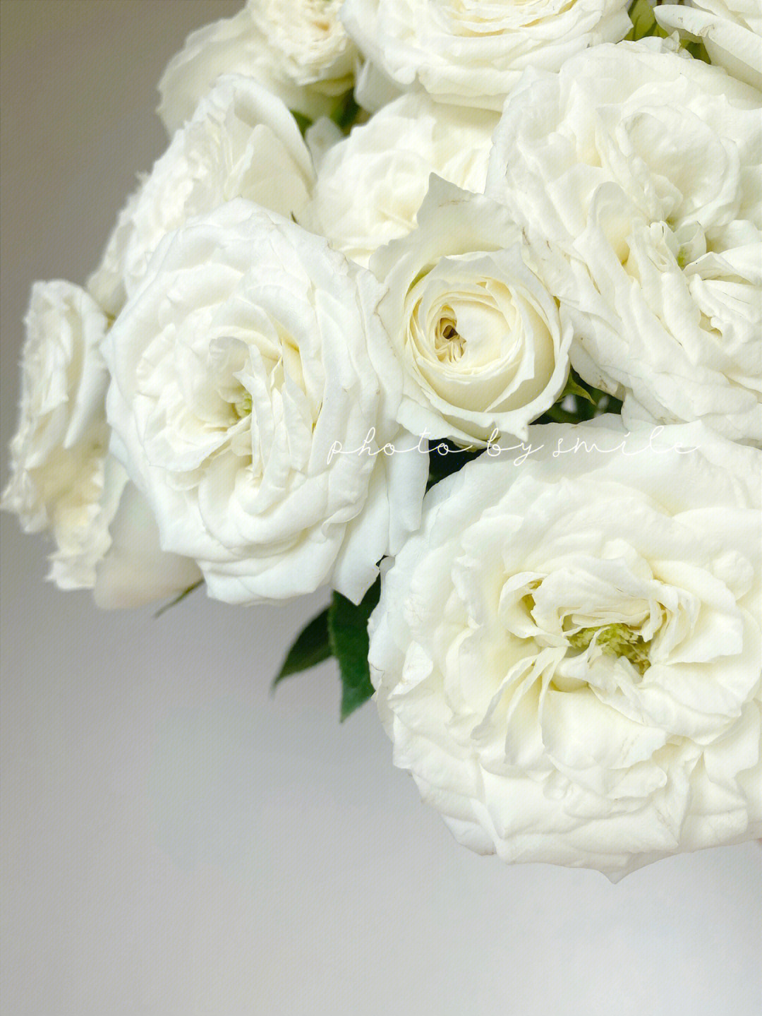 白色多头玫瑰品种图片