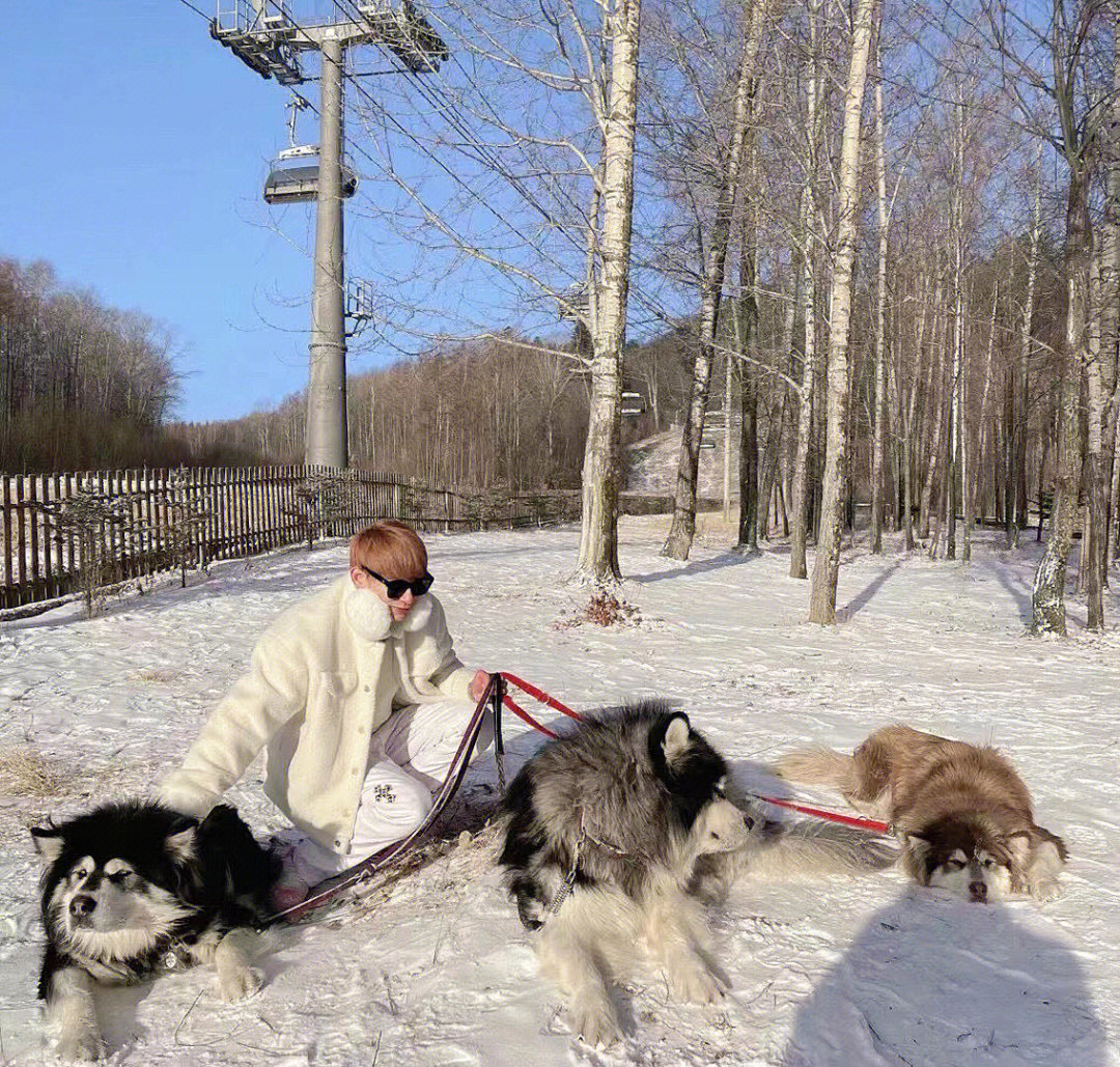 滑雪网红聚集地长白山柏悦酒店阿拉斯加犬