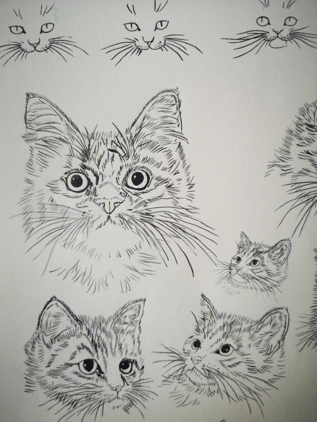 工笔画猫咪头部白描各形态