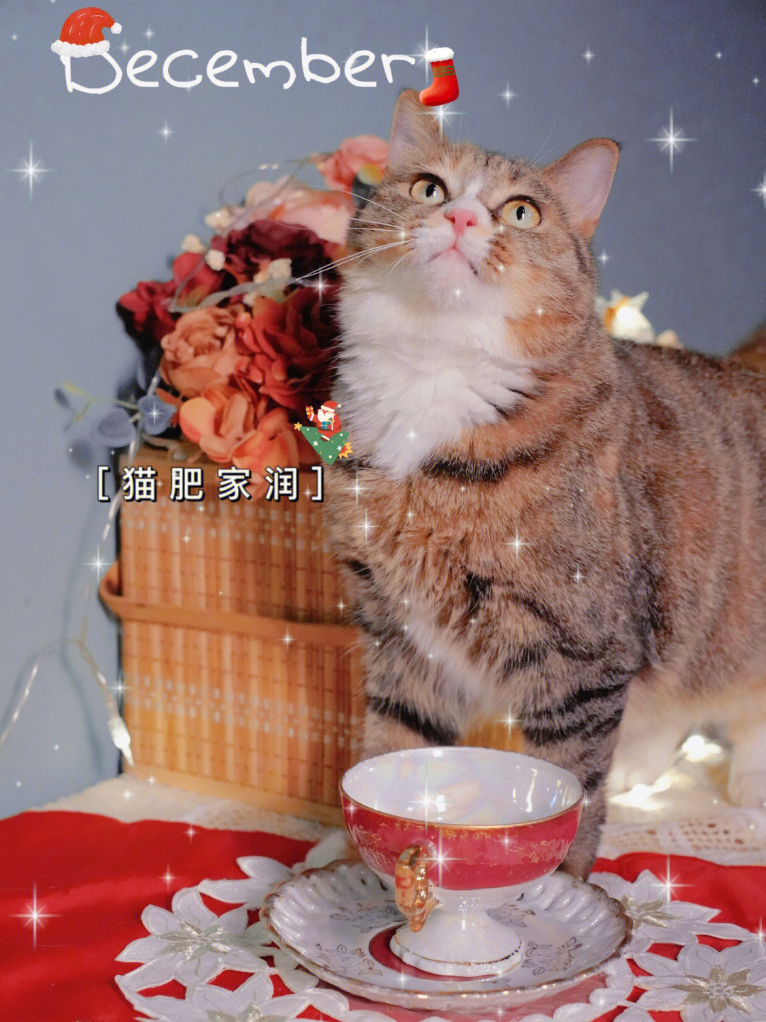 我的猫#田园猫#狸花猫#我家宠物的圣诞照#宠物摄影#宠物