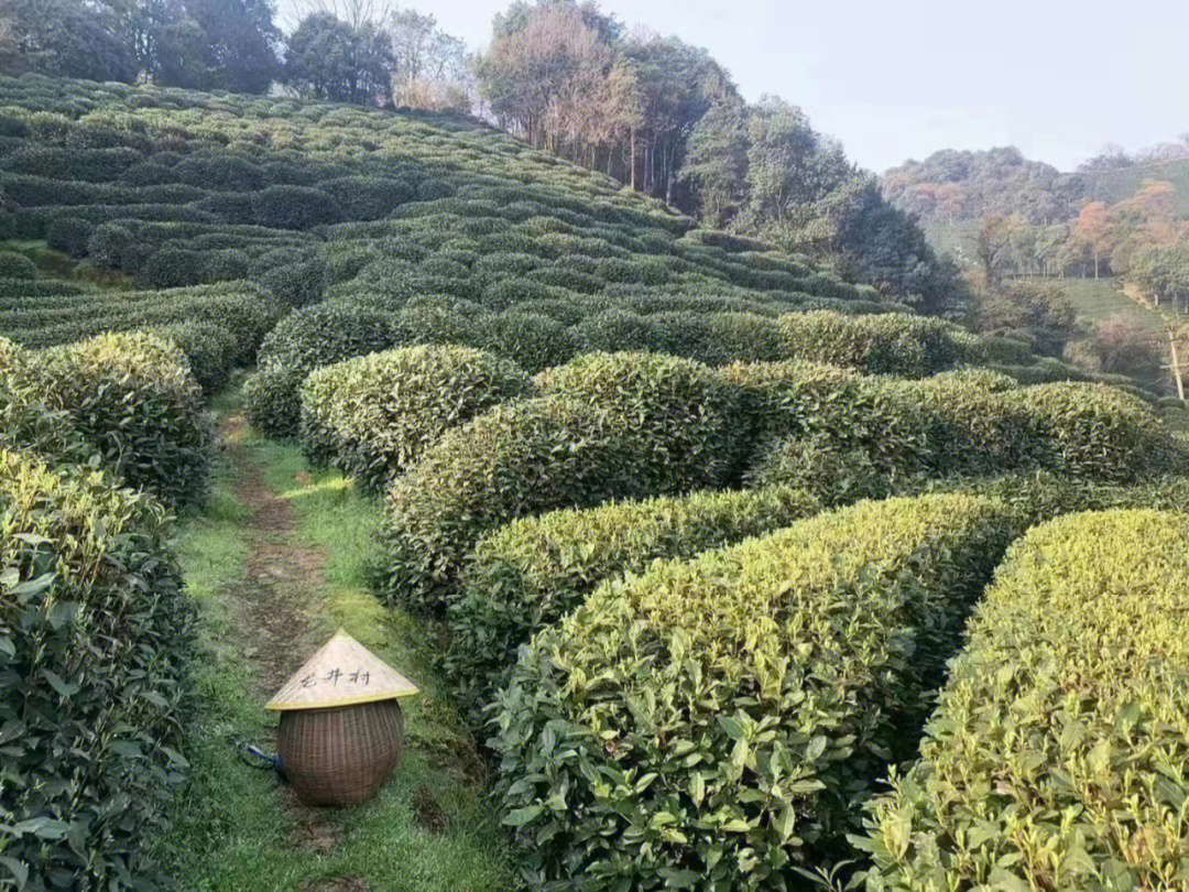 狮峰山顶级龙井图片