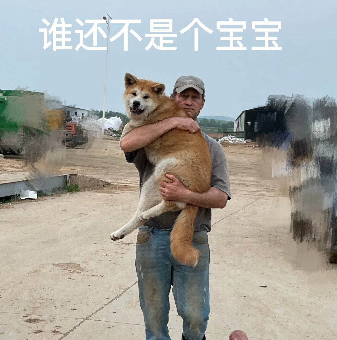 秋田犬麻了表情包图片