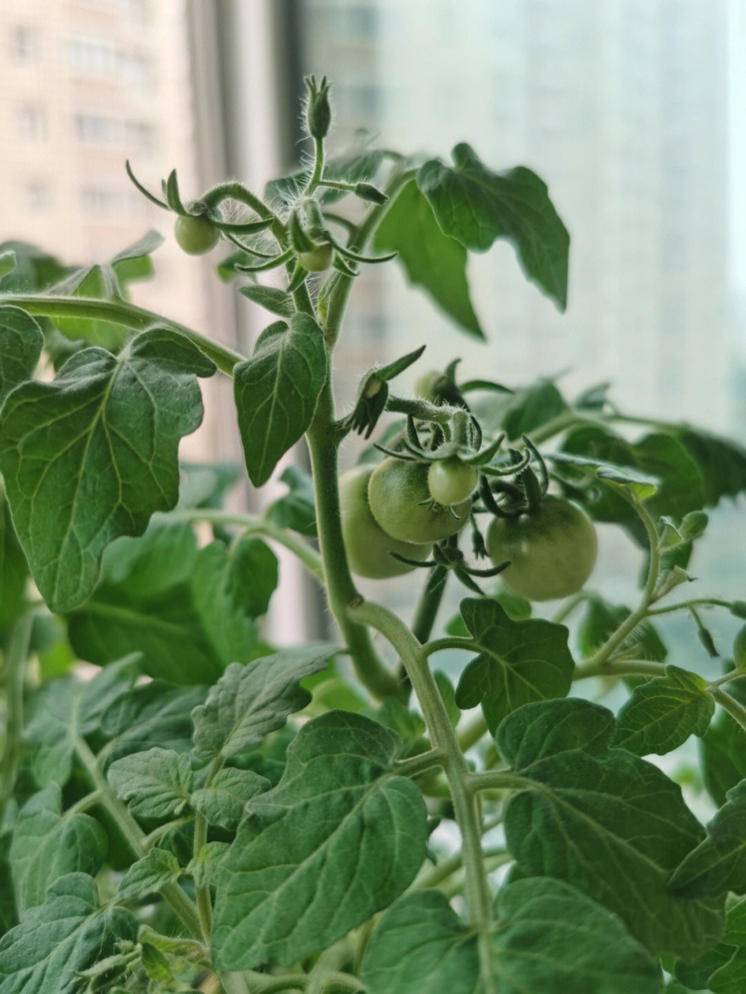 矮生番茄陆续挂果中