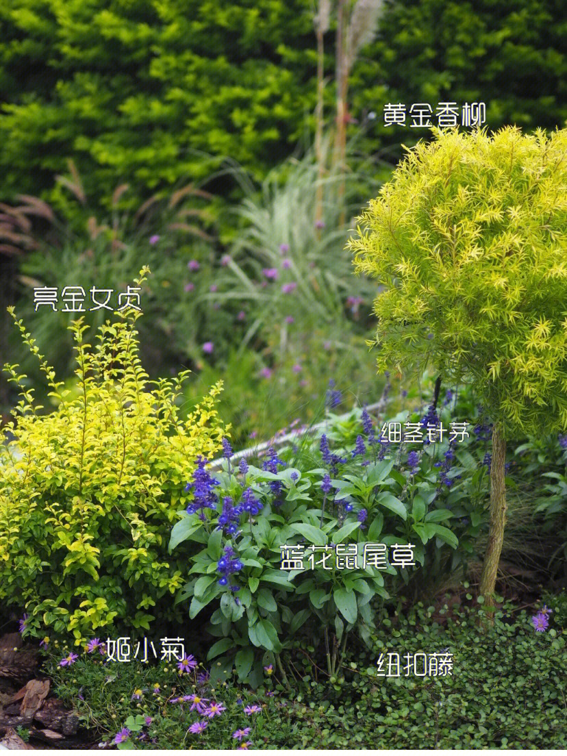 庭院植物搭配表图片