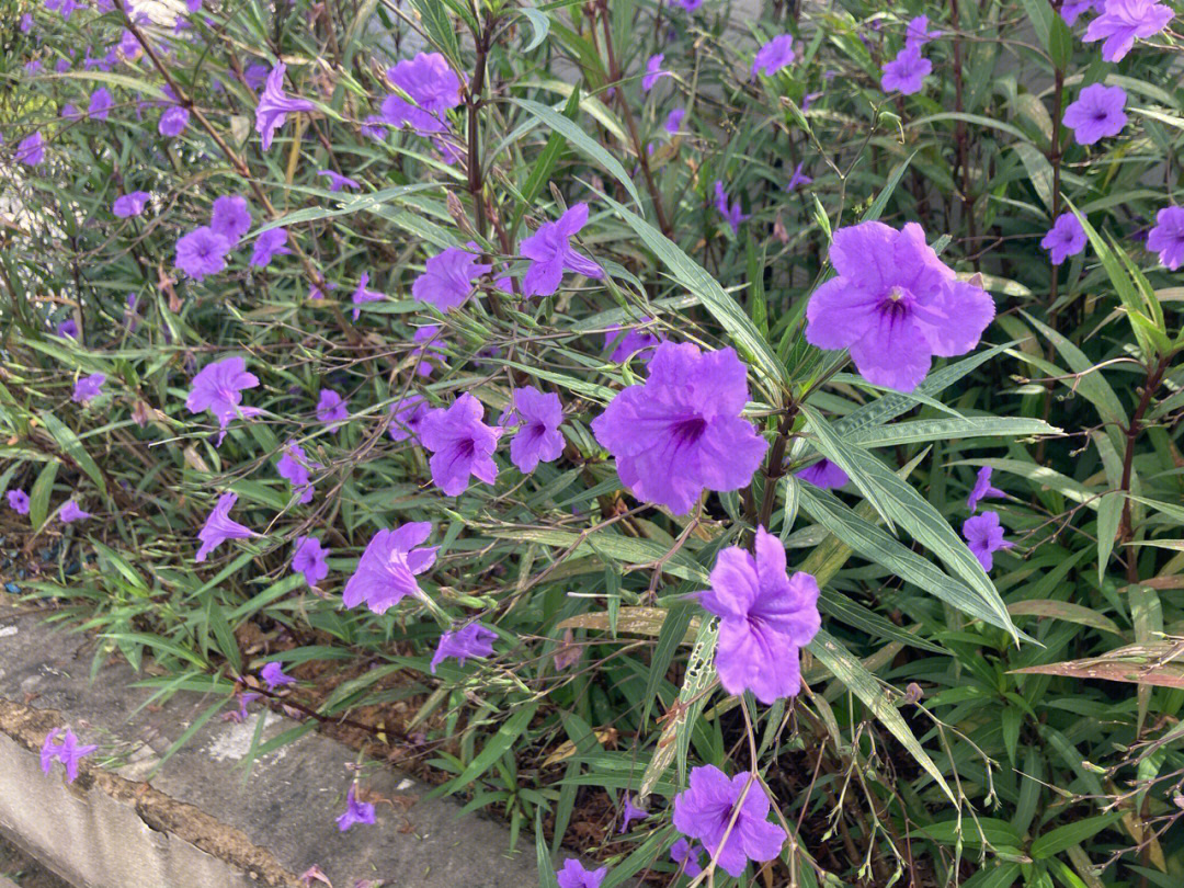 公路边绿化开紫色的花图片