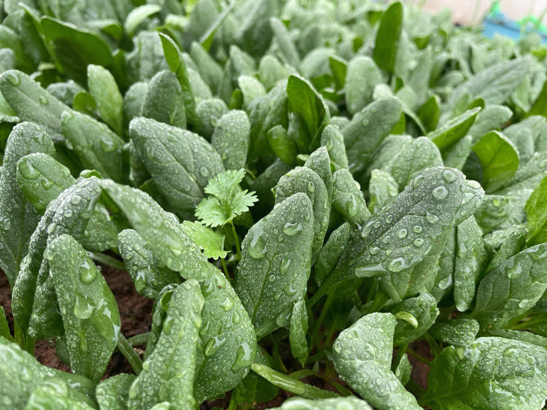 毛毛雨唯美图片图片