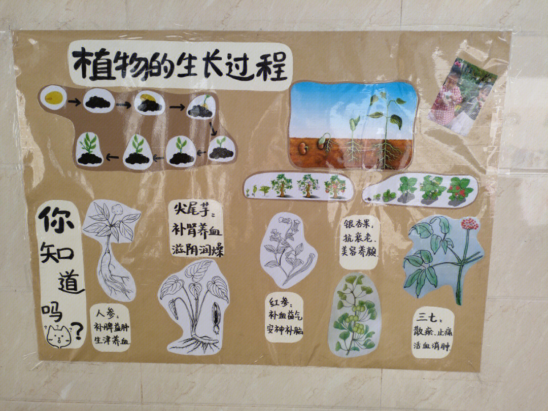 植物主题墙