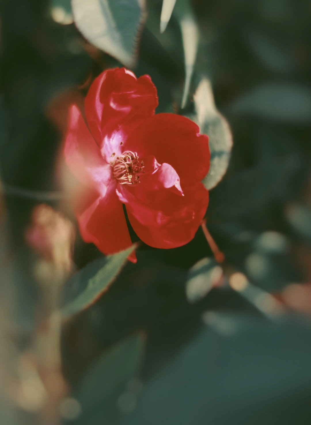 秋天的玫瑰钢琴谱图片