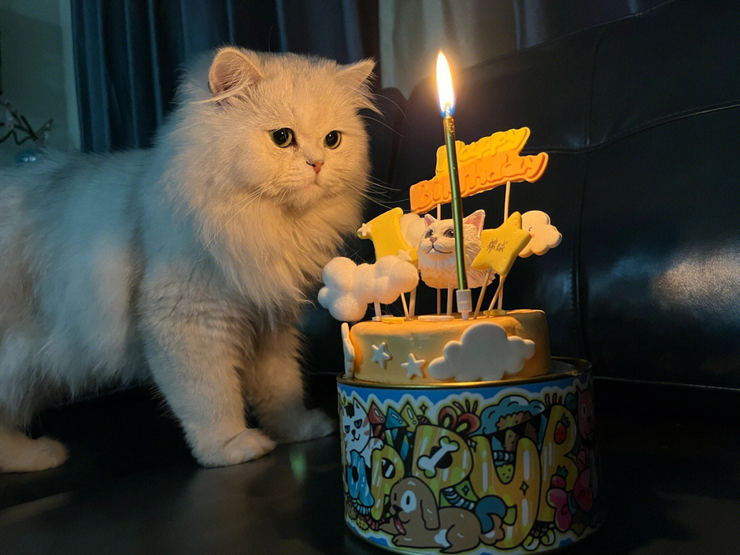 猫咪过生日图片唯美图片