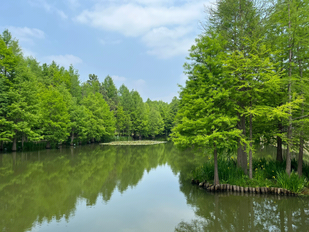 中山陵杉树