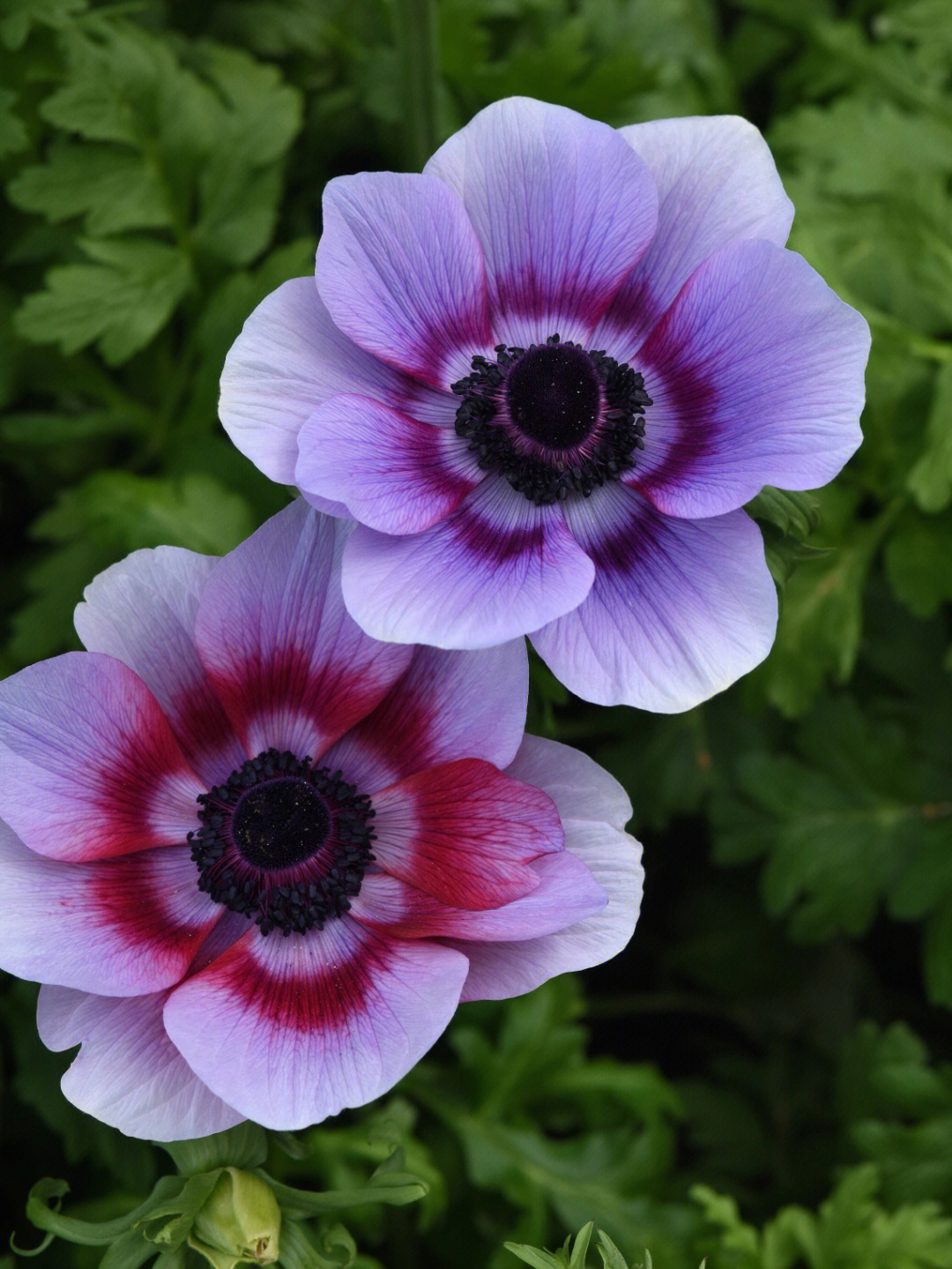 紫色水仙花花语图片